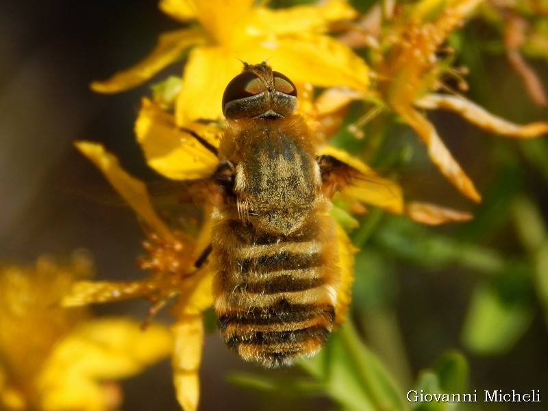 Syrphidae?   No, Bombyliidae: Villa sp.